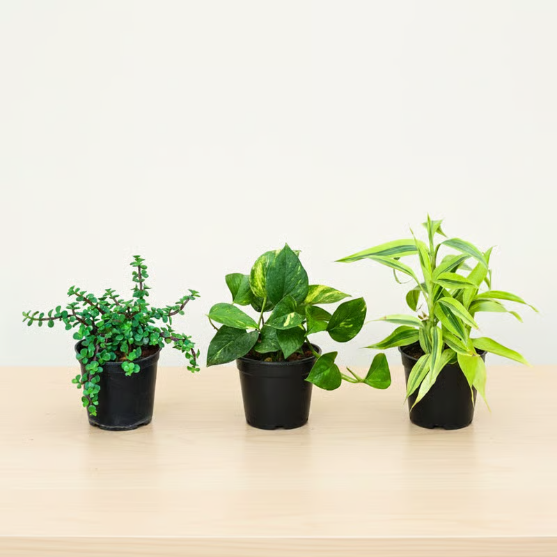 Set of 3 Jade Money Plant Green and Lucky Bamboo